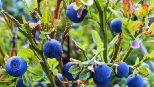 Boronica e veriut, superfruti shqiptar më i kërkuar, ja sëmundjet që lufton