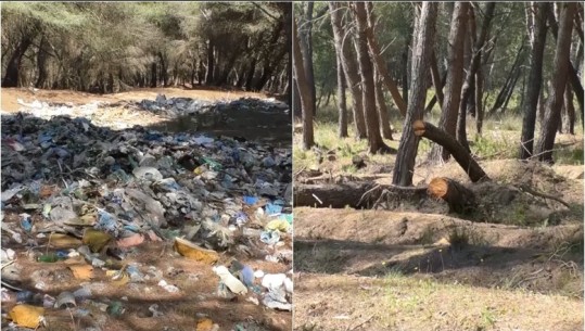 Priten pishat dhe mbushet me plehra, pylli i Sodës në Vlorë drejt shkatërrimit 