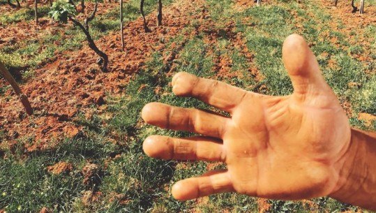 A keni parë ndonjëherë duar vreshtari shqiptar?/FOTO