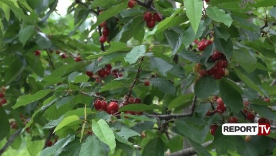 Qershitë ngelen stok në Berat, banorët: Shkak, rruga e amortizuar