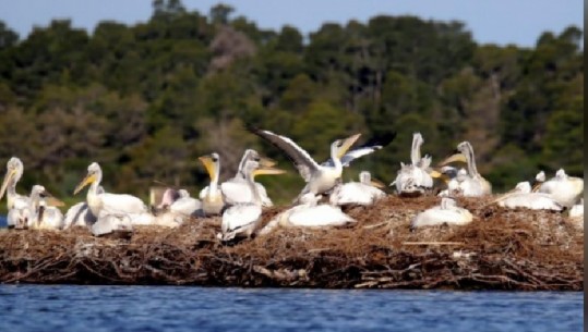 Reuters, reportazh për lagunën e Karavastasë