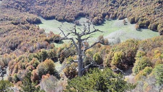 Numëron plot 1230 vite por vazhdon të rritet, pema më e vjetër në Europë ndodhet në Itali/FOTO