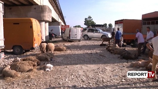 Tregu i gjësë së gjallë në Novoselë, Rrapaj: Duhet ndërhyrje urgjente, kushtet skandaloze