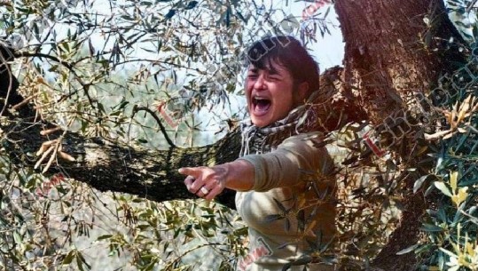 Reportazh/ ‘Ambjentalistët’ që vranë ullinjtë shekullorë të Salentos/ FOTO