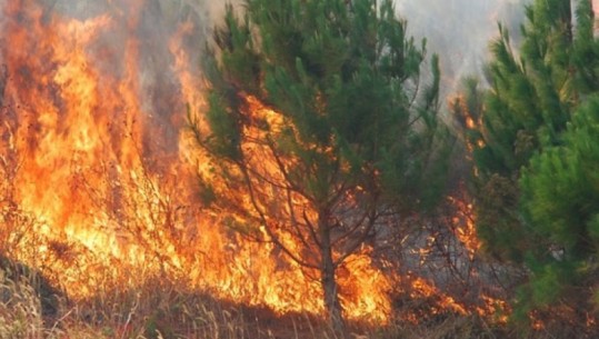 Pukë, përfshihet nga zjarri një masiv pyjor, era favorizon përhapjen e flakëve