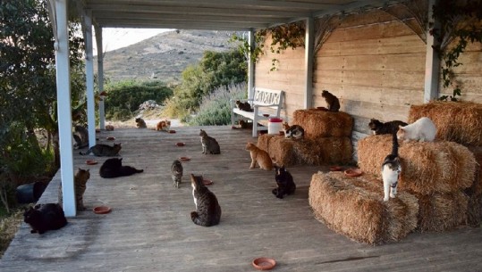 Kërkohet një person që të përkëdhelë 55 mace, paga shumë e mirë