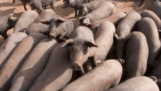 Alarm mjedisor në Spanjë, numri i derrave tejkalon atë të njerëzve