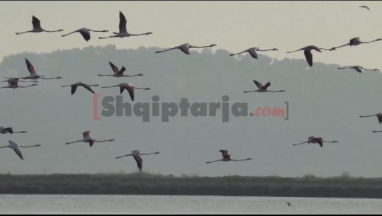 Reportazh në Nartë/ Flamingot rikthehen në shtëpi pas 21 vitesh shtegtim, spektakël në lagunë