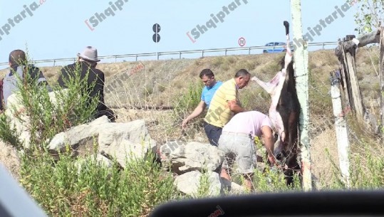 Tregu i Milotit, ‘krateri’ vrastar i konsumatorëve, tregti e therje kafshësh si në mesjetë (VIDEO-FOTO)