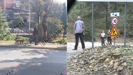 Shihni ndryshimin/ Vlahutin lëvizte me truproja të armatosura, Cutillo shëtit me qenin bojëkaf (FOTO)