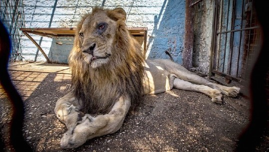 Merr fund makthi i kafshëve në ‘Parkun e Ferrit”, luanët mbërrijnë në kopështin zoologjik të Tiranës, ja gjendja e tyre