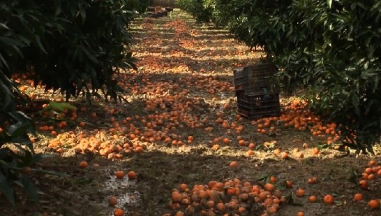 Nuk ka treg/ Tonelata me mandarina po kalben në Konispol, fermerët: Të ndërhyjë shteti (VIDEO)