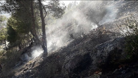 Elbasan, një sipërfaqe me ullinj dhe shkurre përfshihet nga flakët (VIDEO+FOTO)