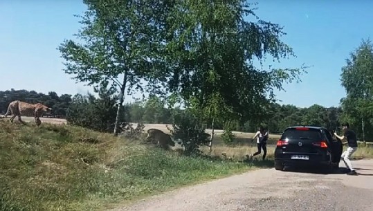 Familja del nga makina për të fotografuar gepardët, rrezikojnë jetën në Safari Park (VIDEO)   