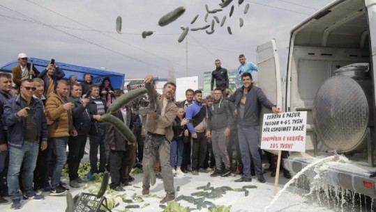 Protesta e fermerëve/ Qumësht dhe perime në mes të rrugës, çojnë dhe lopët në thertore (VIDEO-FOTO)