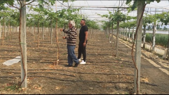 Rrushi në sera në Fier/ Fermeri: E nisëm si eksperiment, rezultoi e suksesshme