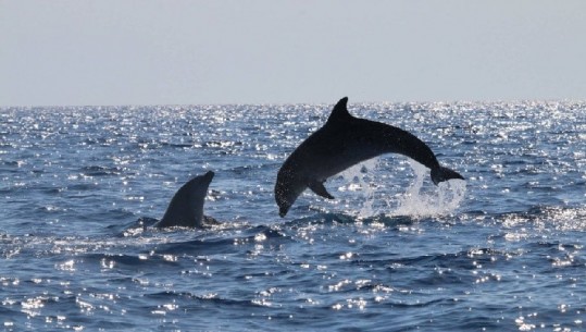 Delfinët dhurojnë spektakël në brigjet e Karaburunit (VIDEO)