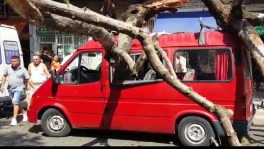 Shkodër/ Shkëputet pema e vjetër dhe bie mbi furgon, alarmohen banorët (VIDEO)