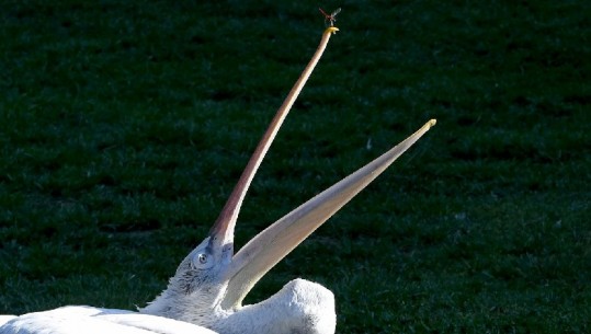 Në shtëpinë e Pelikanit Kaçurrel, pamje mahnitëse nga Karavastaja (FOTO)