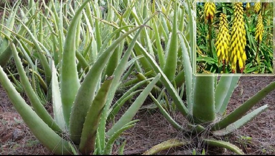 Aloe Vera, pse duhet ta përdorni për shëndetin