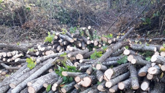 Korçë/ Arrestohen 5 punonjës të zonave të mbrojtura në Prespë, lejuan prerjen e paligjshme të pyeve