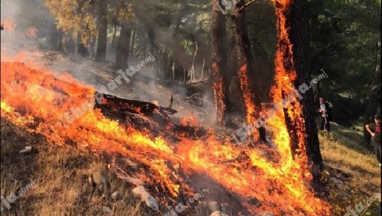 Shuhen flakët në malin e Cakranit të Fierit, digjet 1 hektarë ullishte edhe në Elbasan