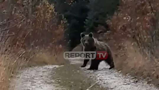 Prizren/ Vetëm pak metra larg, momenti kur ariu 'shikohet në sy' me banorin që e filmon: Mashallah sa qenka /Video