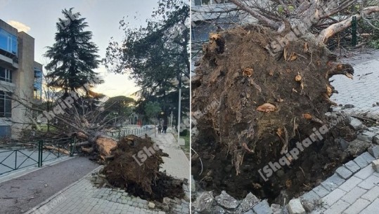 Shkulet nga rrënja pema tek Pallati i Kongreseve (FOTO)