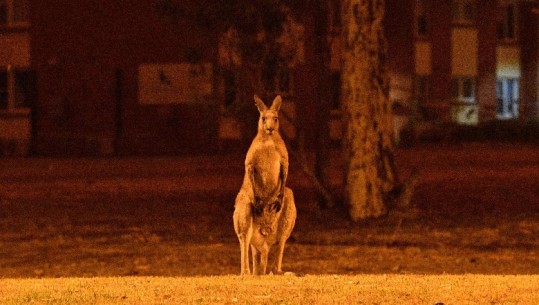 Australi, arrestohen 183 zjarrvënës, digjet edhe Rezervati Mjedisor i Ishullit të Kangurëve