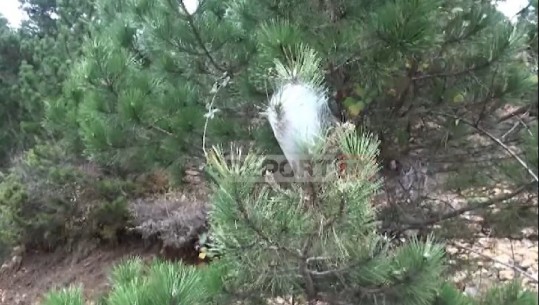 Procesionarja rrezikon të thajë parkun kombëtar të Qafë Shtamës (VIDEO)