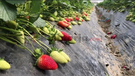 'S'kemi treg për shkak të koronavirusit', fermerët e luleshtrydhes: Në këto kushte do falimentojmë