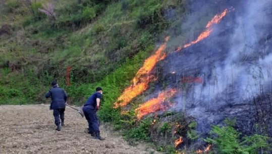 Zjarr në ullishtën e Fakullës në Fier, shuhet pas disa orësh 