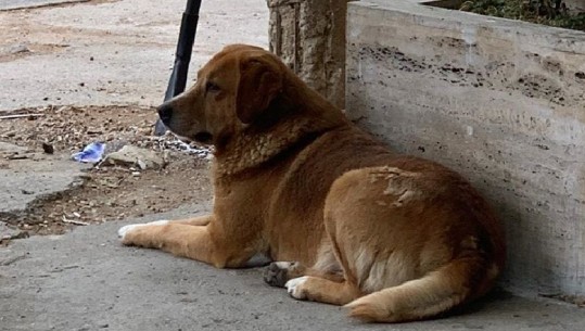 Edhe Shqipëria ka një Haçiko! Historia prekëse, miku i ish-kampionit që vdiq me COVID: Qeni rri dhe e pret me sytë ngulur nga shkalla