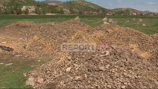 Hidhen me mijëra ton patate në Korçë e Kukës, fermerët: Ra poshtë puna e një viti! Na bllokon malli nga Kosova (VIDEO)