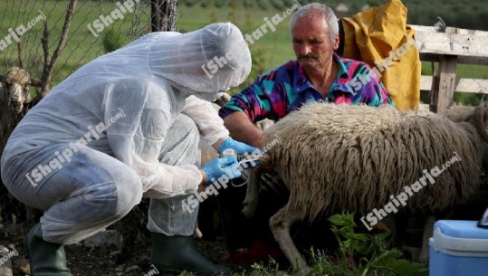 Frika nga sëmundja e plasjes/ Nis vaksinimi i bagëtive në 6 qarqe (VIDEO+FOTO)