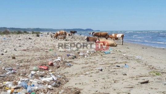 Shteti vijon ping-pongun, Report Tv ndjek 'udhëtimin' e mbetjeve! Grykëderdhja e Ishmit, landfill i hapur! Lopët e plehrat pushtojnë bregun