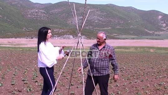 Reportazh/ Një ditë në Zagradec, fshatin e famshëm të fasules (VIDEO)