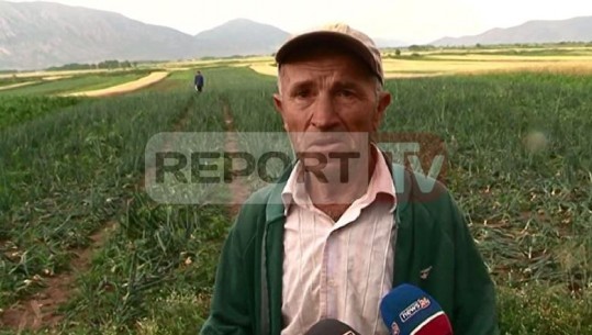 Breshëri shkatërron të mbjellat në Maliq/ Fermeri në lot: Ç'e pyet unë me këto mbahesha