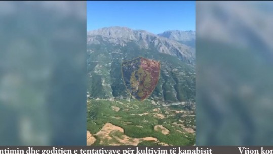 Më helikopter dhe dronë, policia kontrolle në zona të thella për kultivim kanabisi (VIDEO)