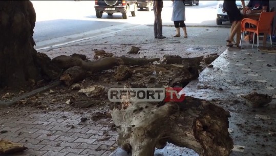 Fier, pemët 140 vjeçare të Rrapit rrezikojnë qytetarët, shkak kalbëzimi i tyre (VIDEO)