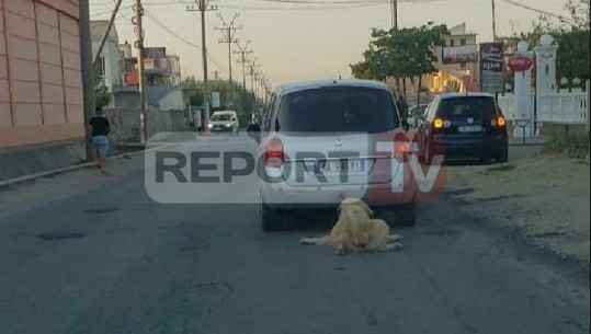 Propozoi ligjin për mbrojtjen e kafshëve, Tahiri: Ngjarja në Sukth e trishtë! Të reagojnë institucionet