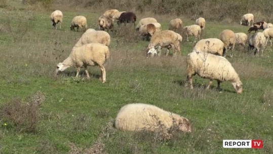 Gjuha blu, në 2 muaj ngordhin 57 bagëti/ Blegtorët në Gjirokastër: S’kemi marrë përgjigje nga laboratori, ka shumë tufa të prekura 