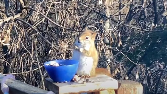 Ketri i dehur hiti i momentit në rrjet (VIDEO)