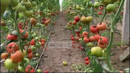 Nuk ka treg, domatet po kalben në serat e Fierit! Fermerët: Shiten 20 lek/kg! S'kemi përfituar nga subvencionet