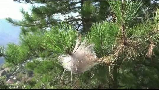 Vëzhgim/ Me qindra hektarë dëmtim, procesionarja po shkatërron pishat në Parkun Kombëtar në Qafështamë