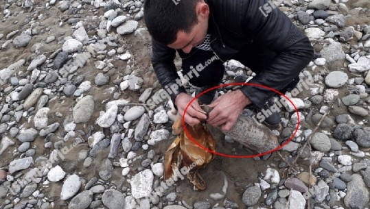 Klos/ Gjendet një predhë luftarake në fshatin Cëruj (FOTO)