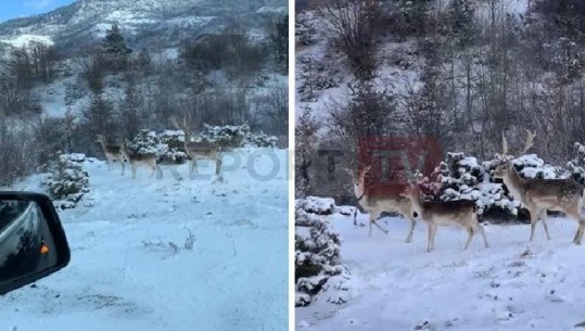 VIDEOLAJM/ Një arsye më tepër për të vizituar Dardhën, drerët dhurojnë pamje fantastike