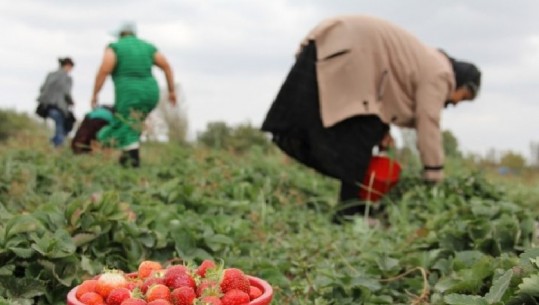 Janë një forcë e madhe! UN, FAO dhe Ambasada italiane bashkohen në mbështetje të grave që i dedikohen prodhimit dhe jetës në fshat