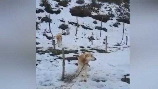 INVESTIGIMI/ Si qentë në Pogradec u lanë 6 muaj të lidhur në shtyllë dhe pa ushqim! Dështuan të gjitha hallkat e autoriteteve