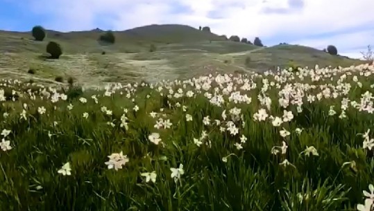 'Të njohin Shqipërinë', Rama publikon pamjet mahnitëse të livadheve me Zambakët e Poetit mbi fshatin Xibër- Hane